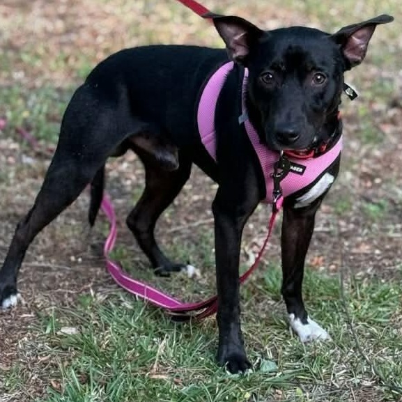 Enlarge Oliver, a ADOPTABLE Feist in Ozone Park, NY image 4/4