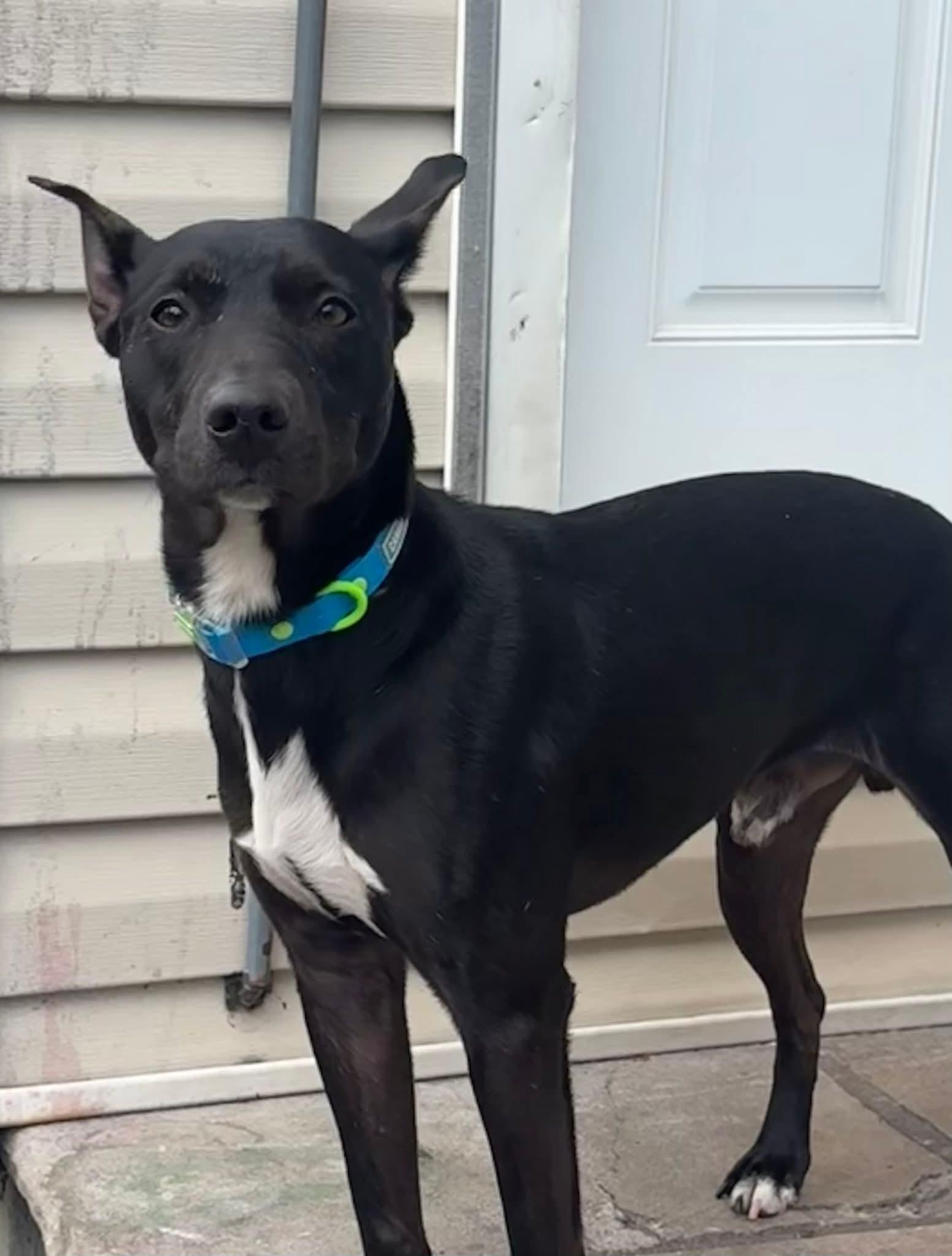 Enlarge Oliver, a ADOPTABLE Feist in Ozone Park, NY image 3/4