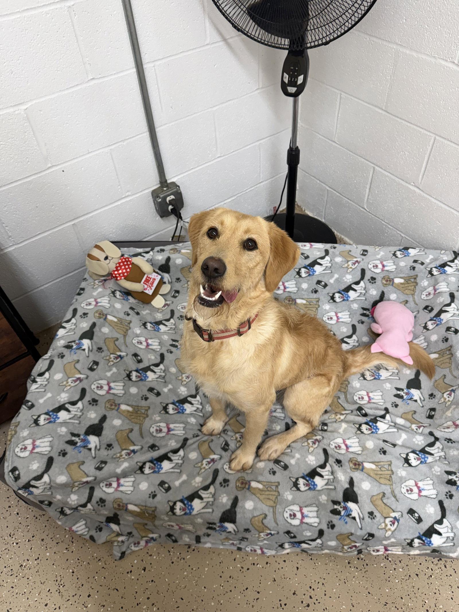 Trixy, Adopted, Young Female Wire Fox Terrier & Labrador Retriever.