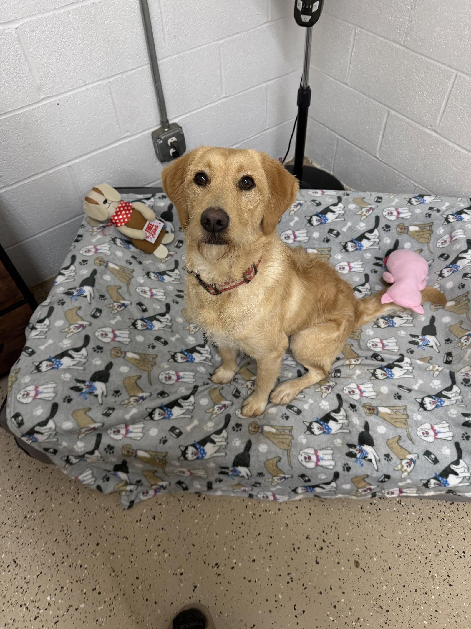 Enlarge Trixy, a Adopted mixed breed in York, SC image 2/3