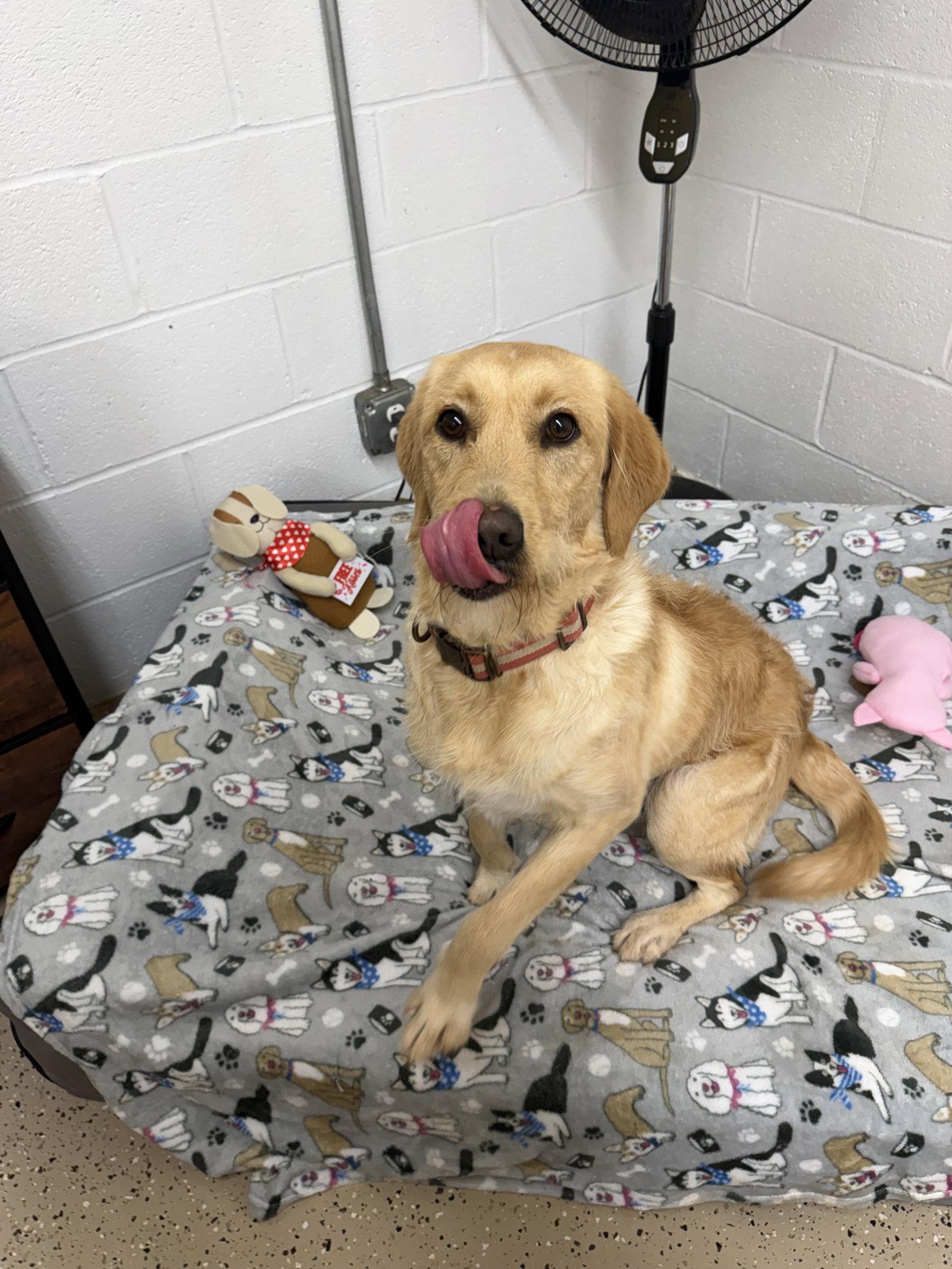 Enlarge Trixy, a Adopted mixed breed in York, SC image 3/3