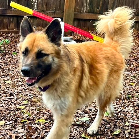 Enlarge Shayann, an adoptable Shepherd in Long Beach, WA image 2/5