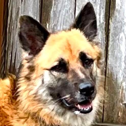 Enlarge Shayann, an adoptable Shepherd in Long Beach, WA image 3/5