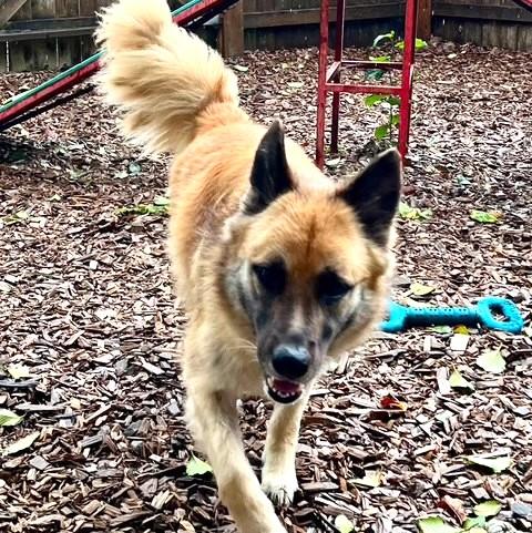 Enlarge Shayann, an adoptable Shepherd in Long Beach, WA image 5/5
