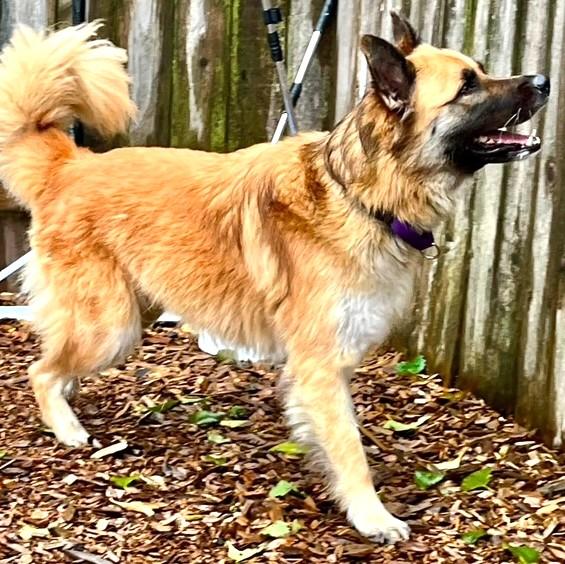 Enlarge Shayann, an adoptable Shepherd in Long Beach, WA image 1/5