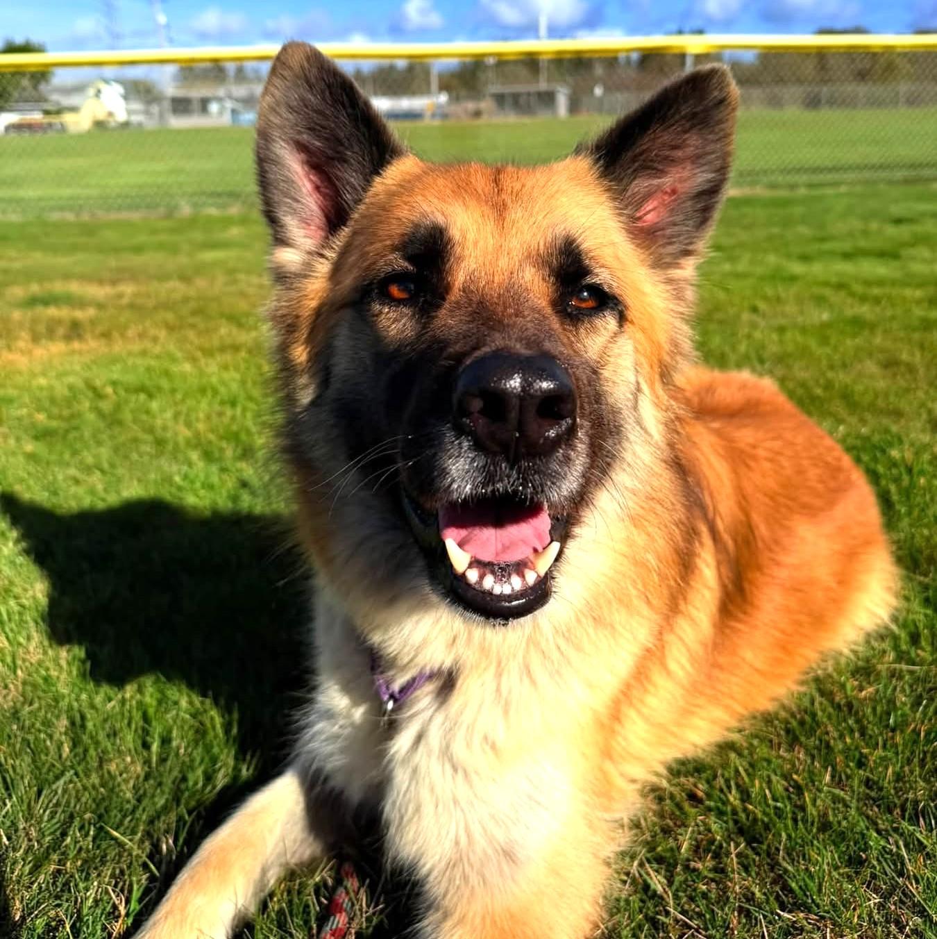 Shayann, Adoptable, Adult Female Shepherd.