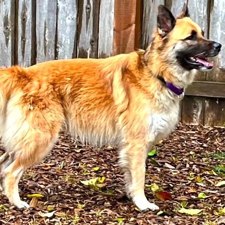 Enlarge Shayann, an adoptable Shepherd in Long Beach, WA image 4/5