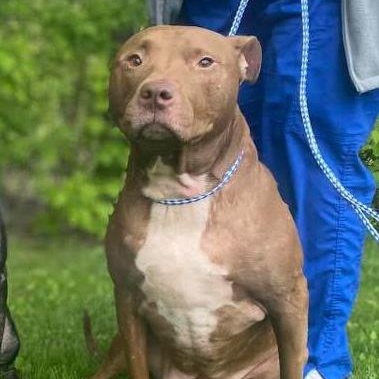 Coco Courtesy Listed, a ADOPTABLE mixed breed in Midland, MI image 2/3