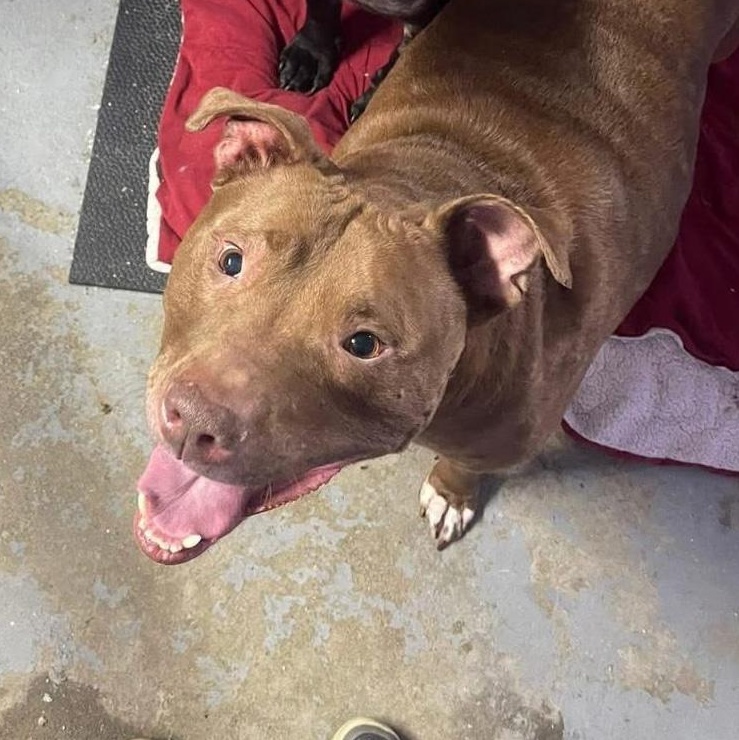 Coco Courtesy Listed, a ADOPTABLE mixed breed in Midland, MI image 3/3