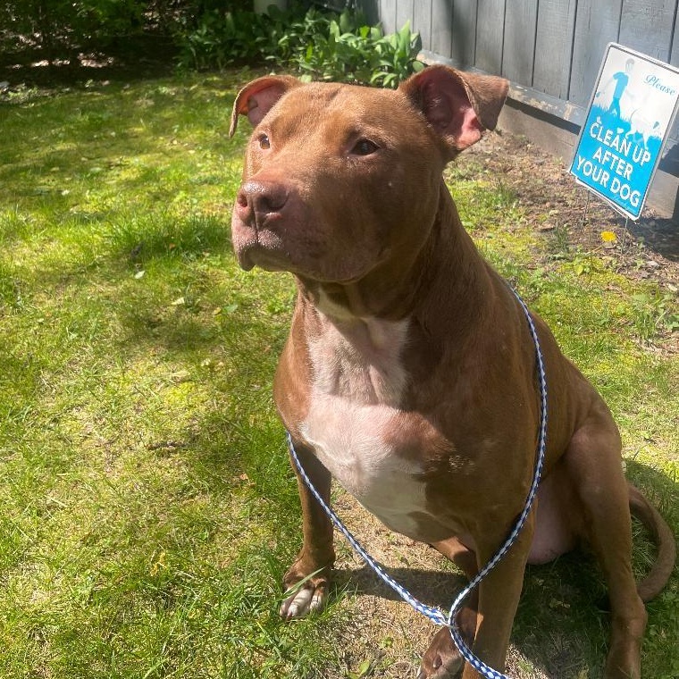 Coco Courtesy Listed, ADOPTABLE, Adult Female Mixed Breed.