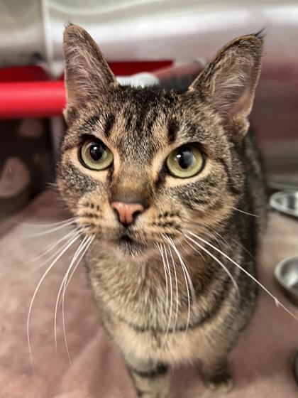 Isabelle, Adoptable, Adult Female Domestic Short Hair & Domestic Short Hair.