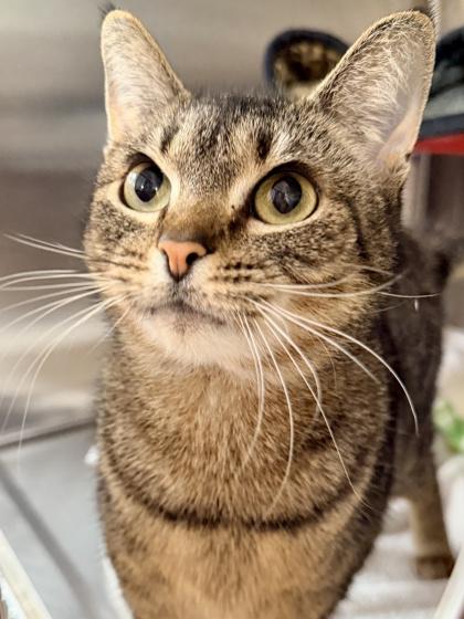 Enlarge Isabelle, a Adoptable mixed breed in Cincinnati, OH image 2/2