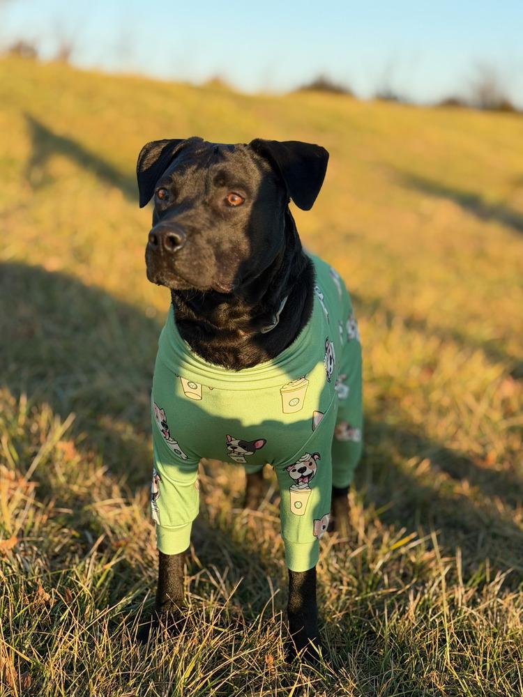 Atlas - So Good Looking & Fun, Adoptable, Young Male Labrador Retriever & Terrier.