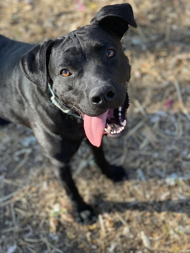Atlas - So Good Looking & Fun, Adoptable, Young Male Labrador Retriever & Terrier.
