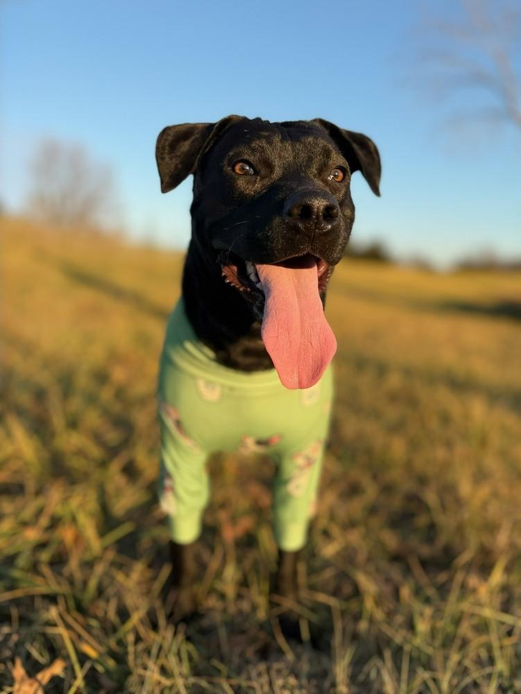 Enlarge Atlas - So Good Looking & Fun, a Adoptable mixed breed in Green Ridge, MO image 3/5