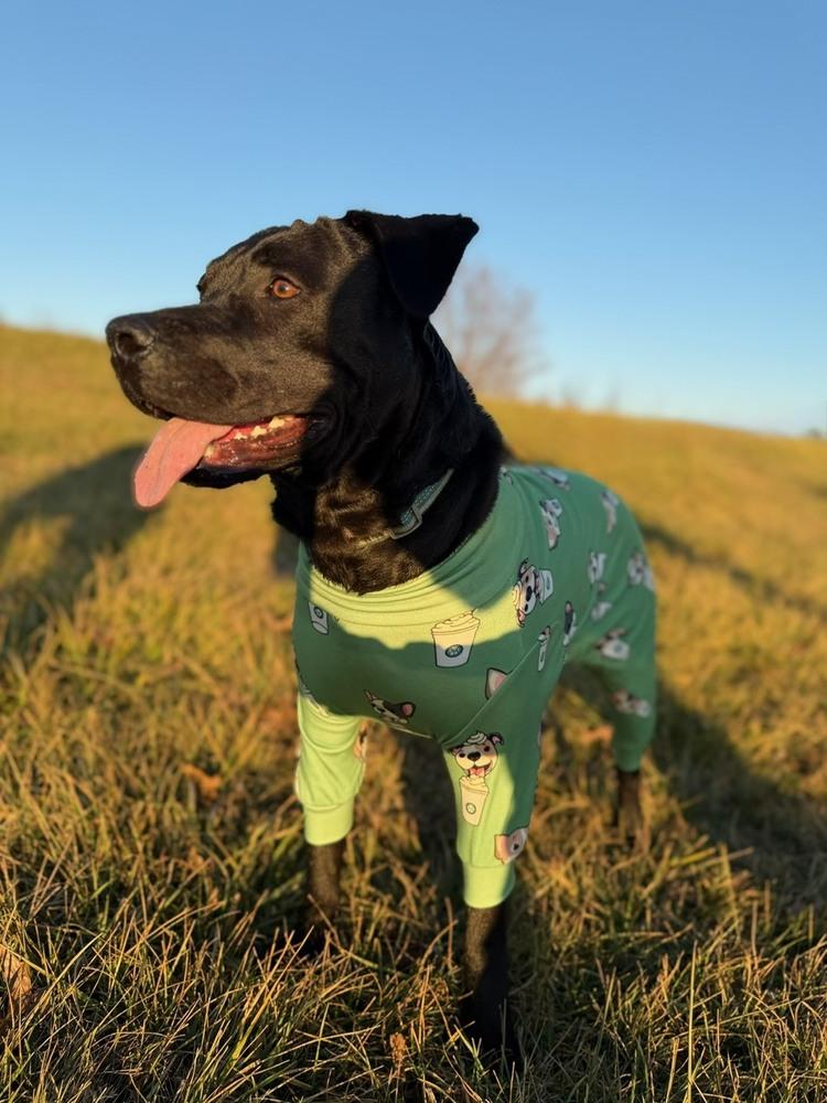 Enlarge Atlas - So Good Looking & Fun, a Adoptable mixed breed in Green Ridge, MO image 4/5