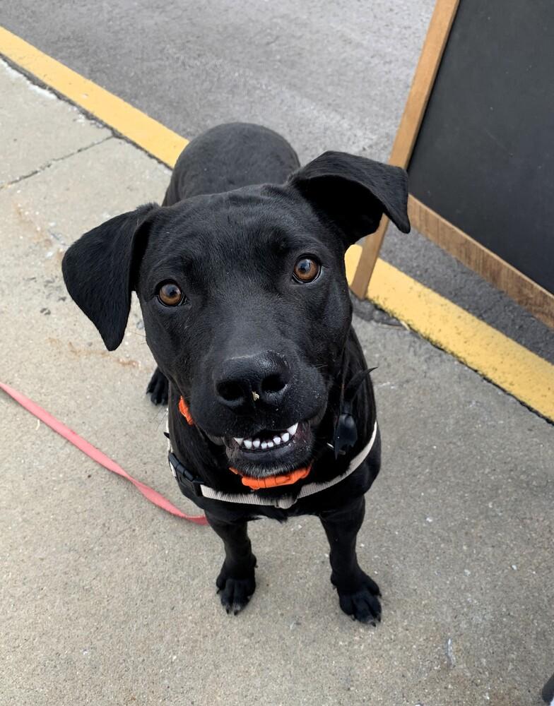 Enlarge Atlas - So Good Looking & Fun, a Adoptable mixed breed in Green Ridge, MO image 5/5