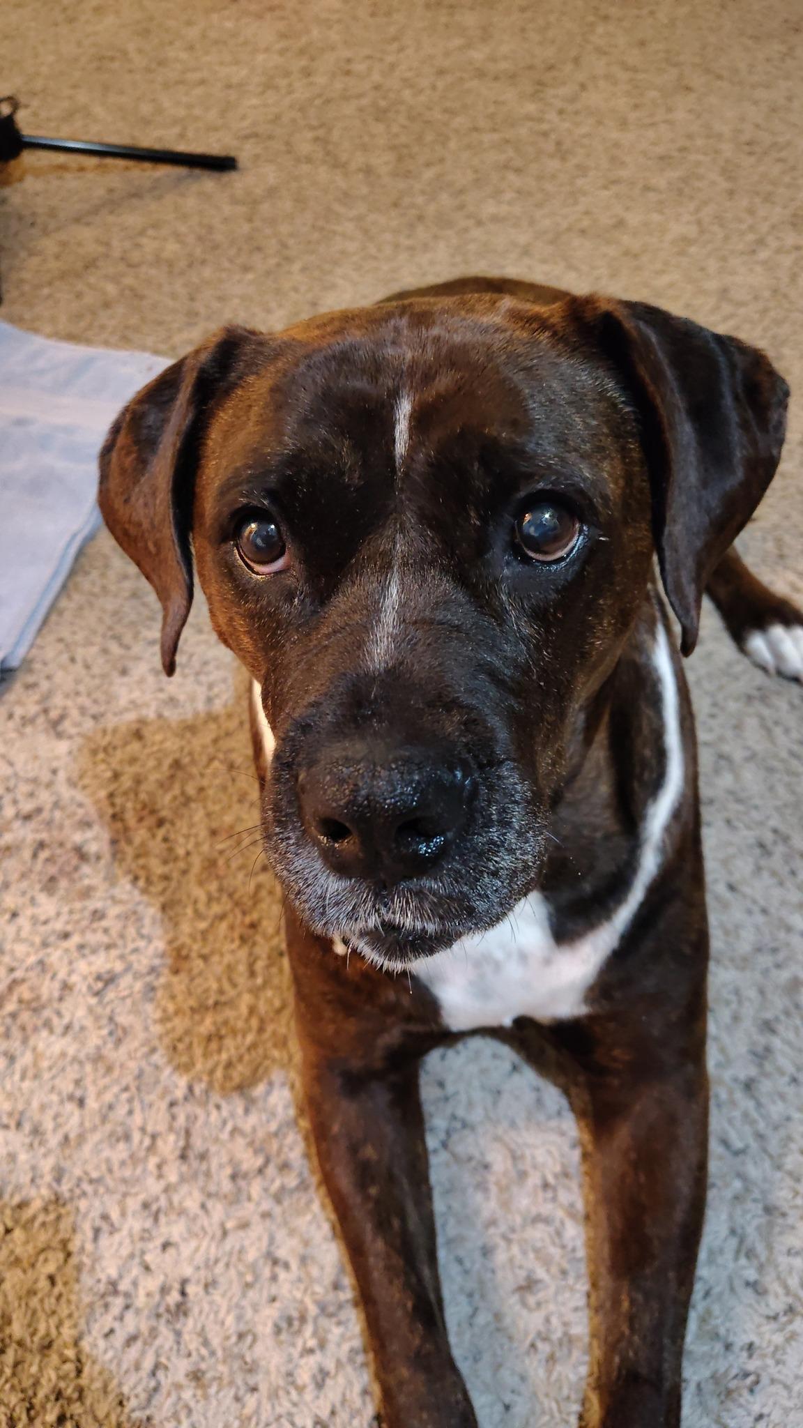 Enlarge Baby (Courtesy post), a Adoptable mixed breed in Upper Sandusky, OH image 1/1