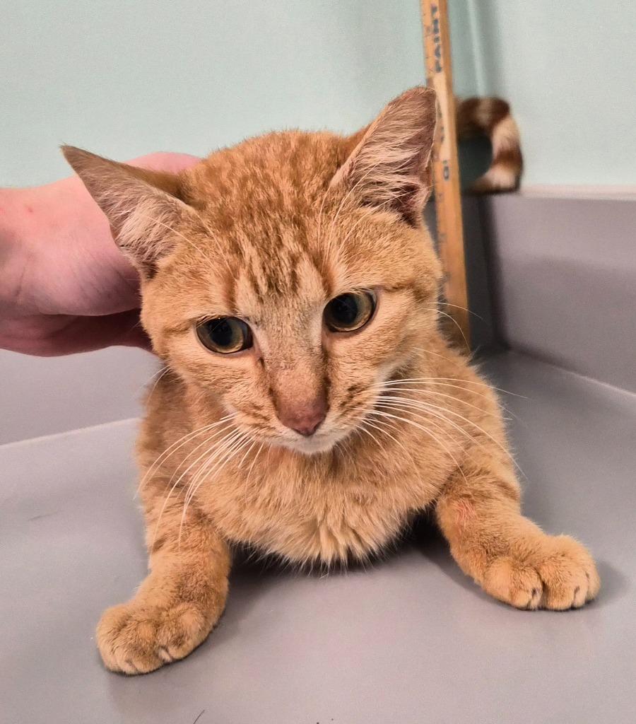 Spaz, Adoptable, Young Male Domestic Short Hair.