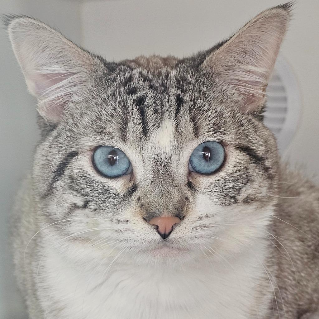 Jello (and Cream), Adoptable, Young Male Domestic Short Hair.