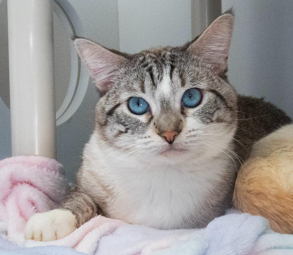 Enlarge Jello (and Cream), a Adoptable mixed breed in Shoreline, WA image 2/6