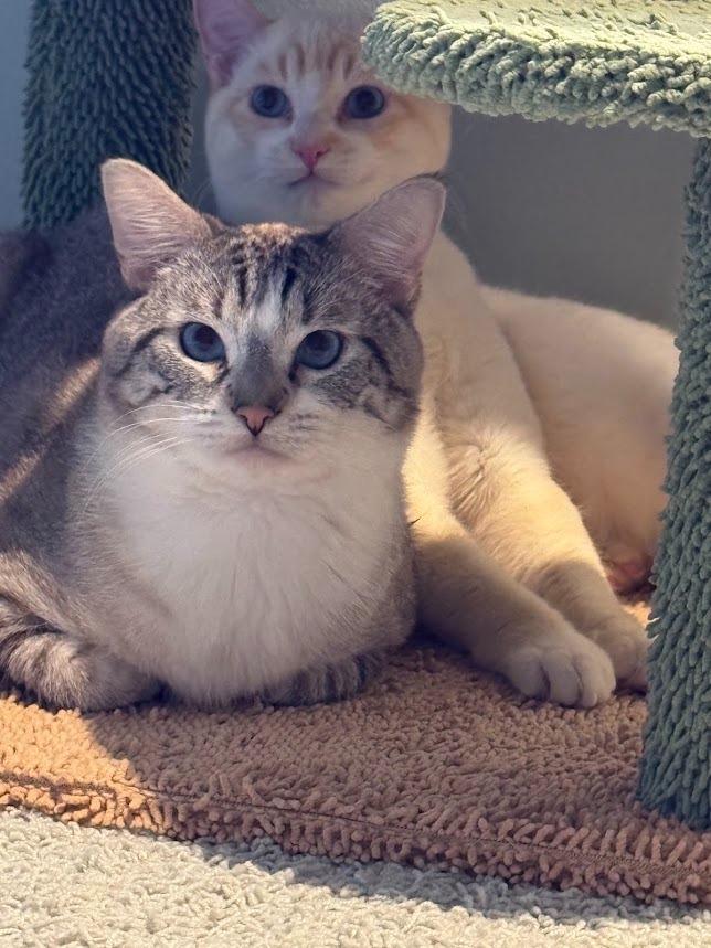 Enlarge Jello (and Cream), a Adoptable mixed breed in Shoreline, WA image 3/6