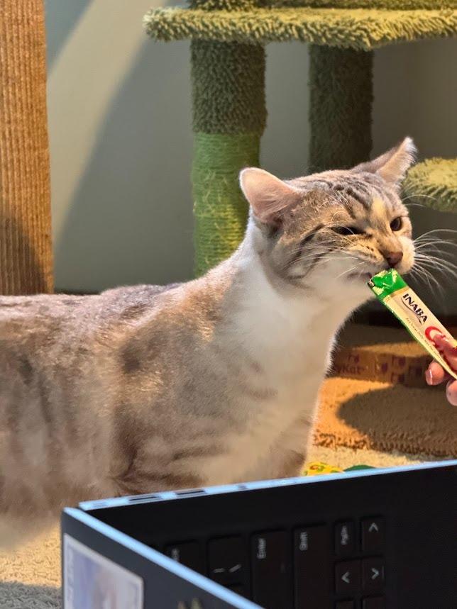 Enlarge Jello (and Cream), a Adoptable mixed breed in Shoreline, WA image 4/6