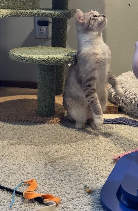 Enlarge Jello (and Cream), a Adoptable mixed breed in Shoreline, WA image 5/6