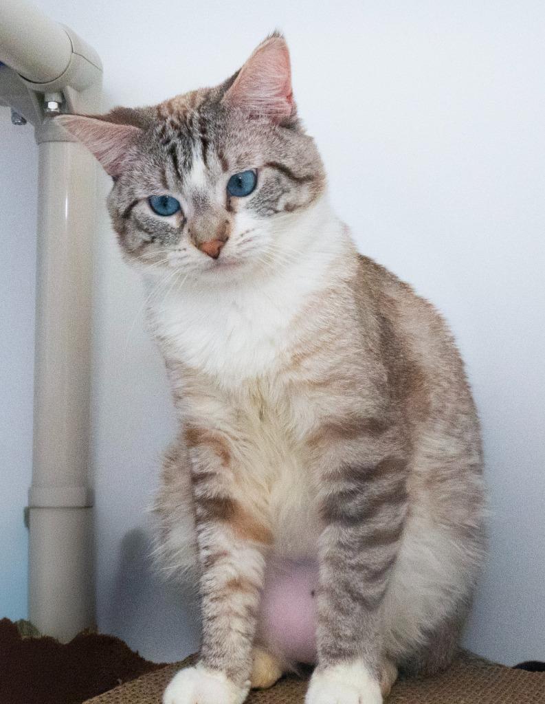 Enlarge Jello (and Cream), a Adoptable mixed breed in Shoreline, WA image 6/6