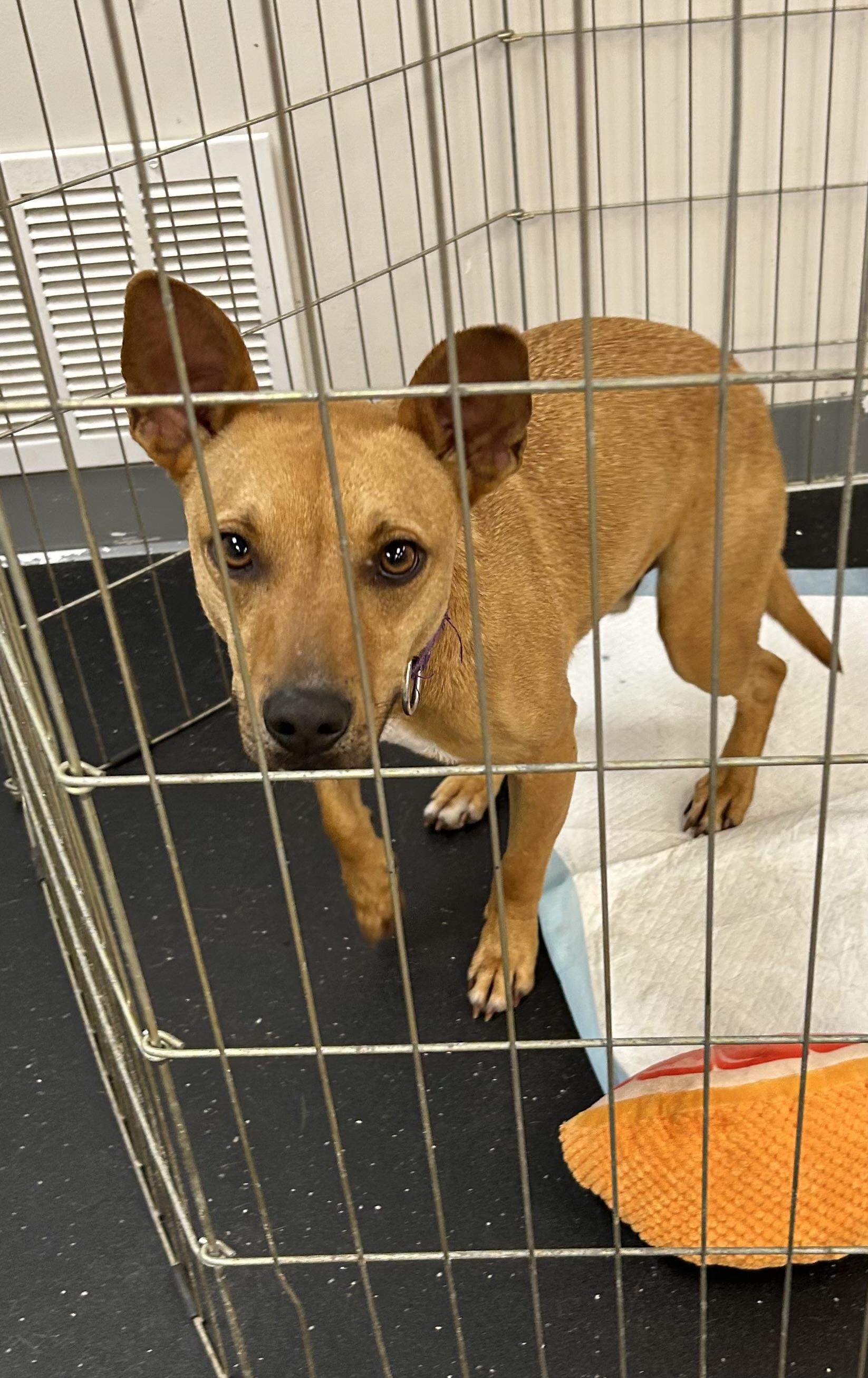 Enlarge Damon, a Adoptable mixed breed in Paris, TX image 1/4