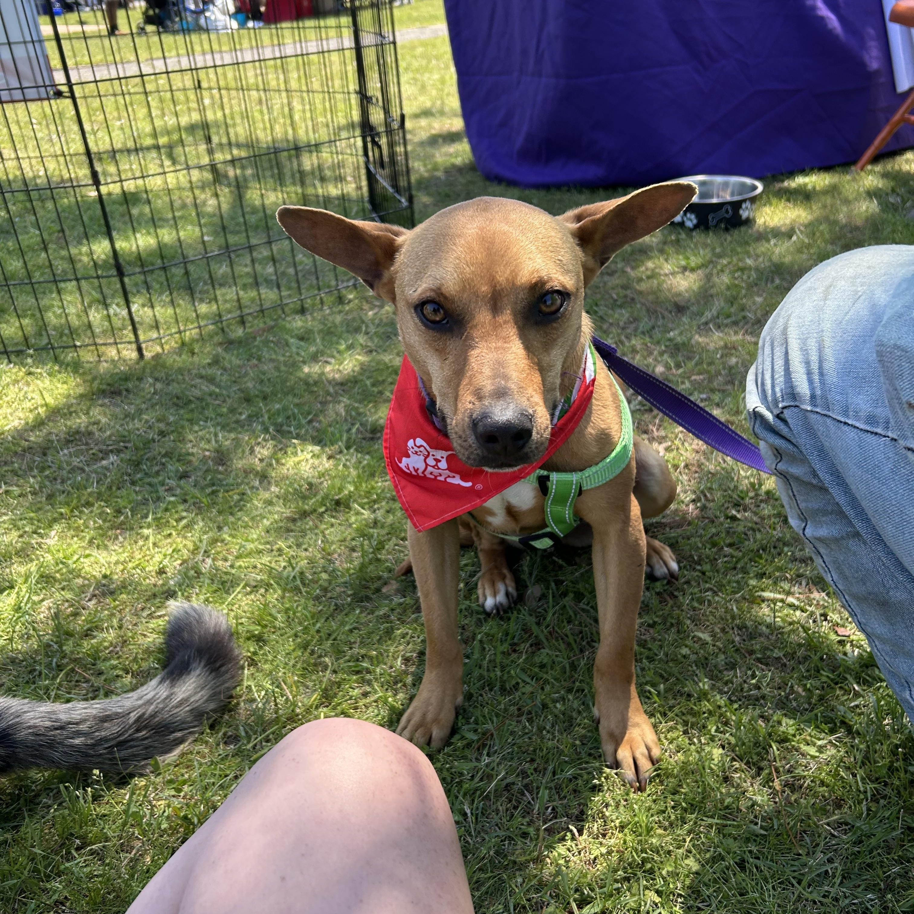 Enlarge Damon, a Adoptable mixed breed in Paris, TX image 4/4
