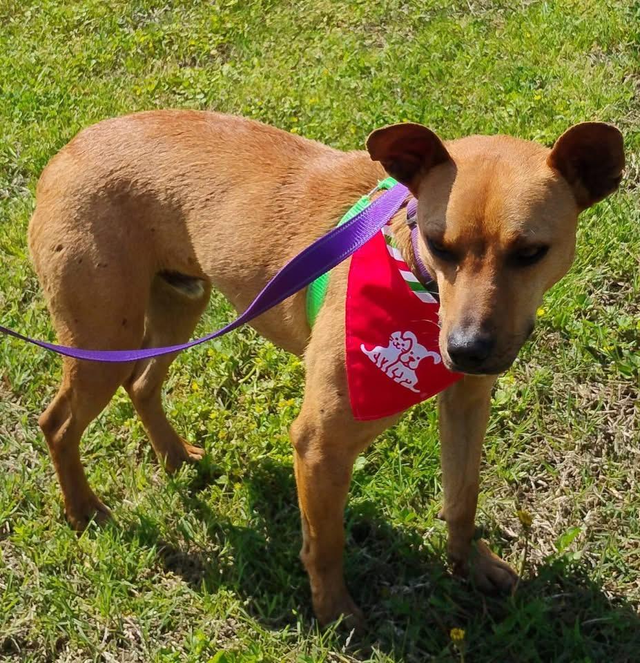 Enlarge Damon, a Adoptable mixed breed in Paris, TX image 2/4