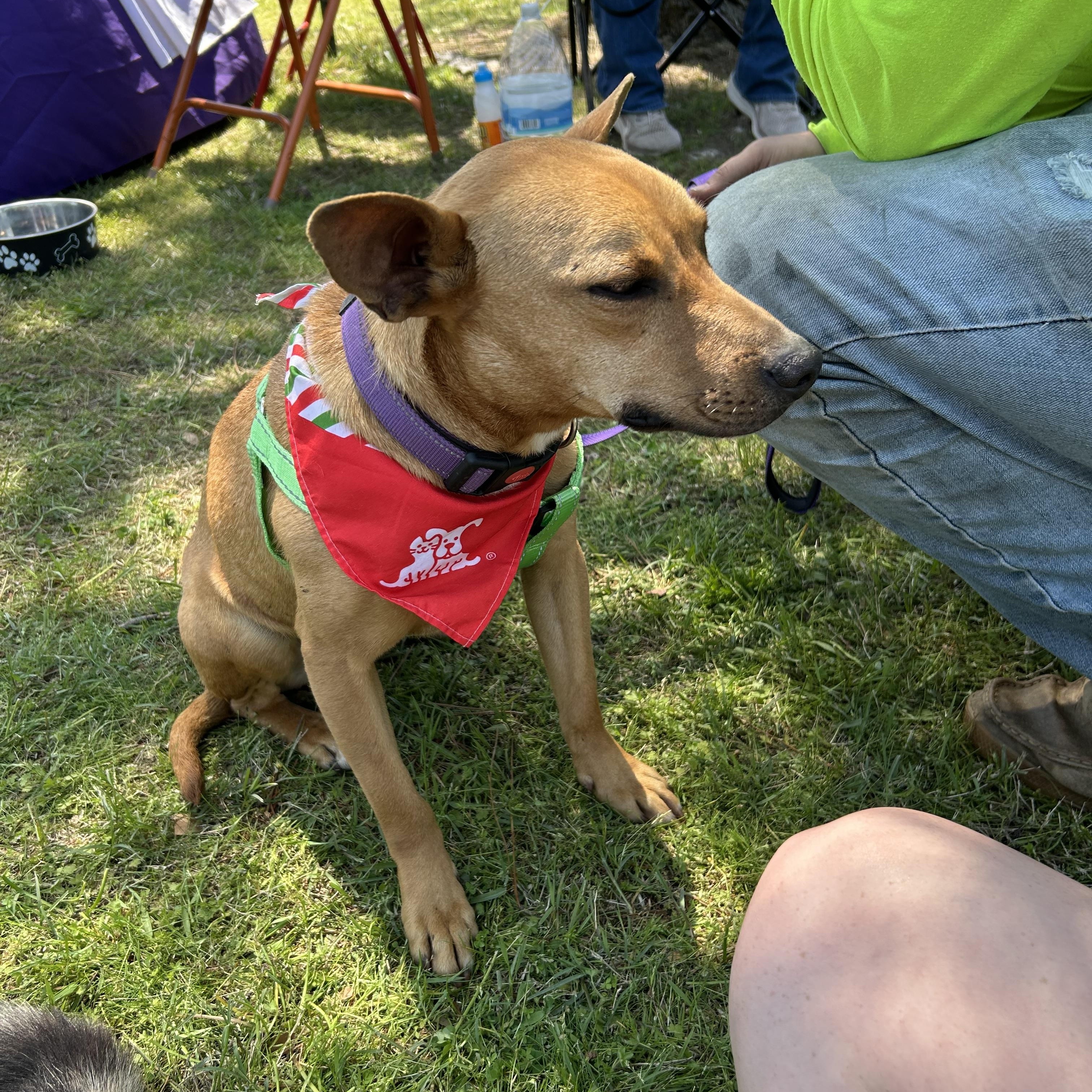 Enlarge Damon, a Adoptable mixed breed in Paris, TX image 3/4