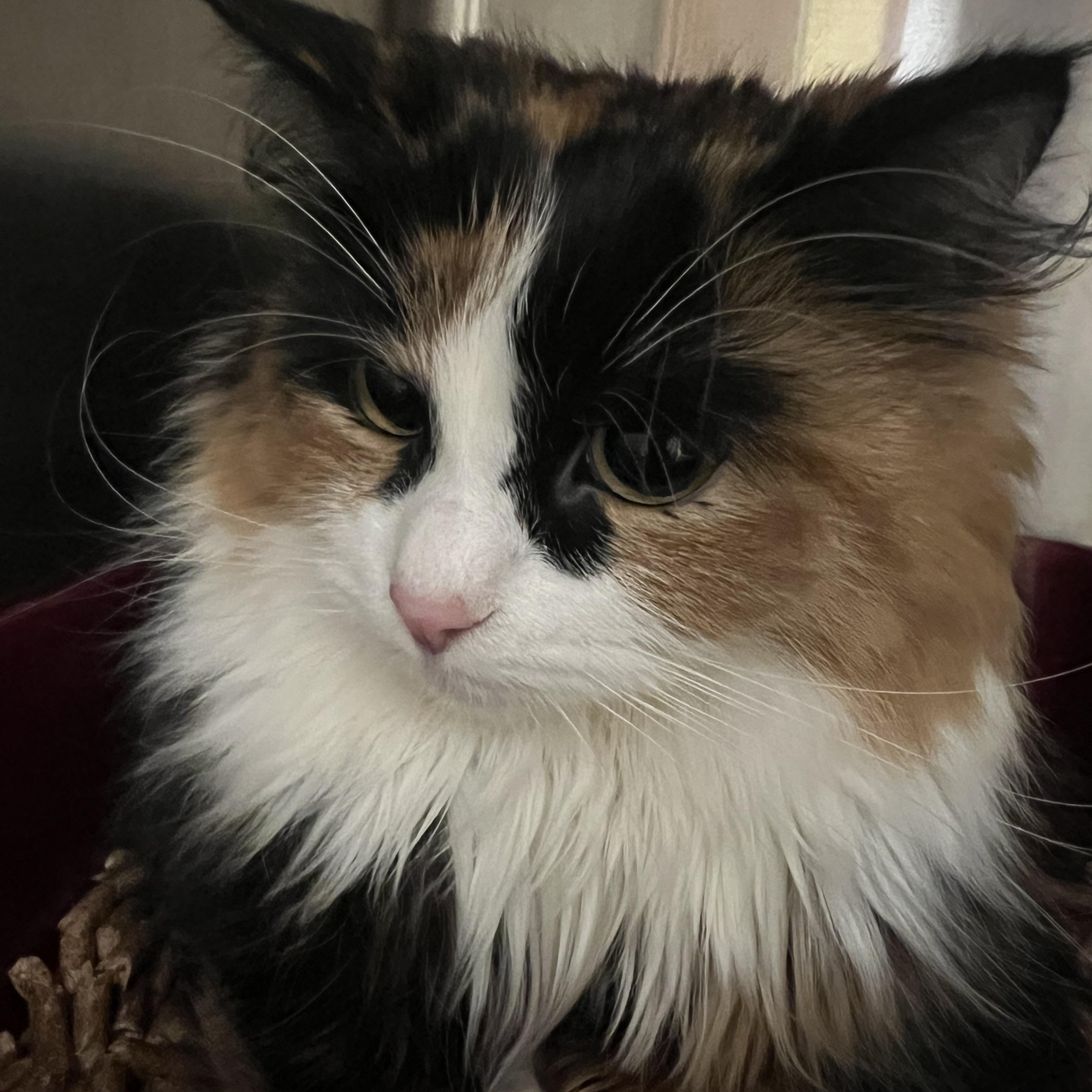 Meg, ADOPTABLE, Young Female Domestic Long Hair.