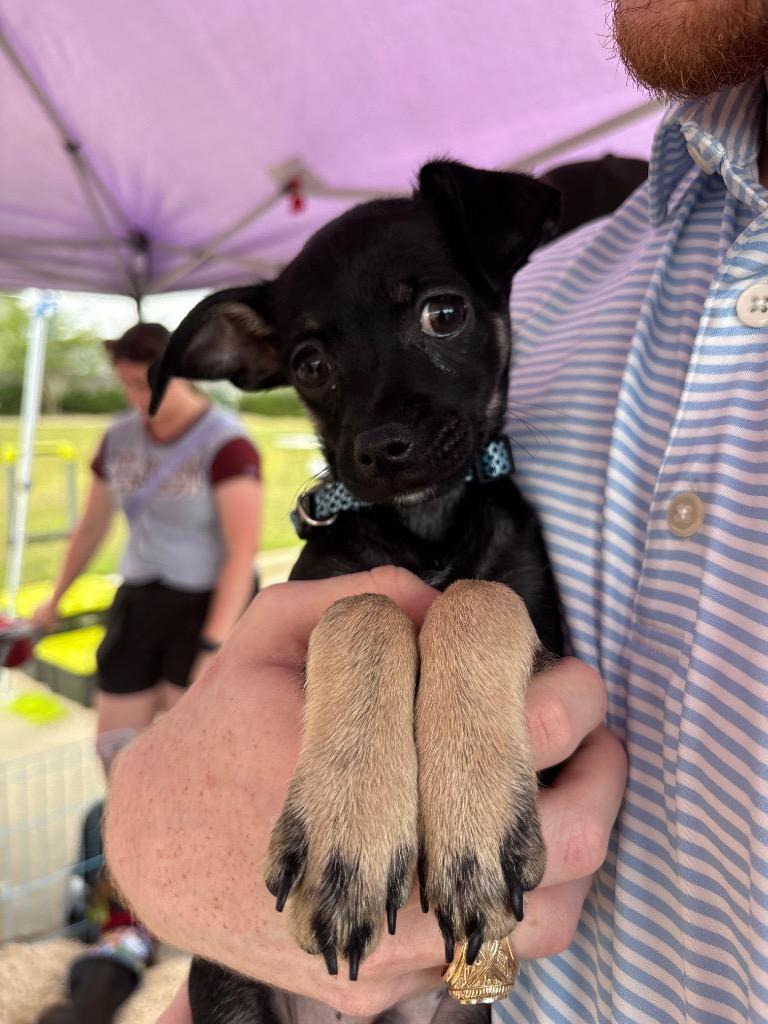 Enlarge Cogsworth, a Adoptable Chihuahua in Bryan, TX image 1/6