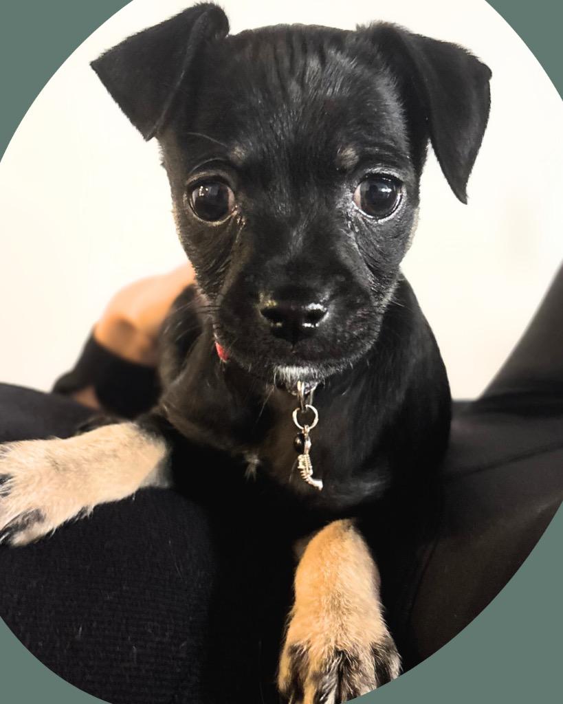 Cogsworth, Adoptable, Puppy Male Chihuahua.