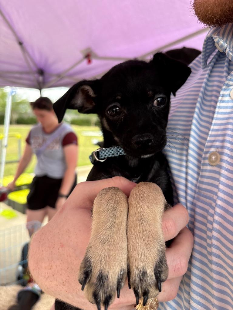 Enlarge Cogsworth, a Adoptable Chihuahua in Bryan, TX image 4/6