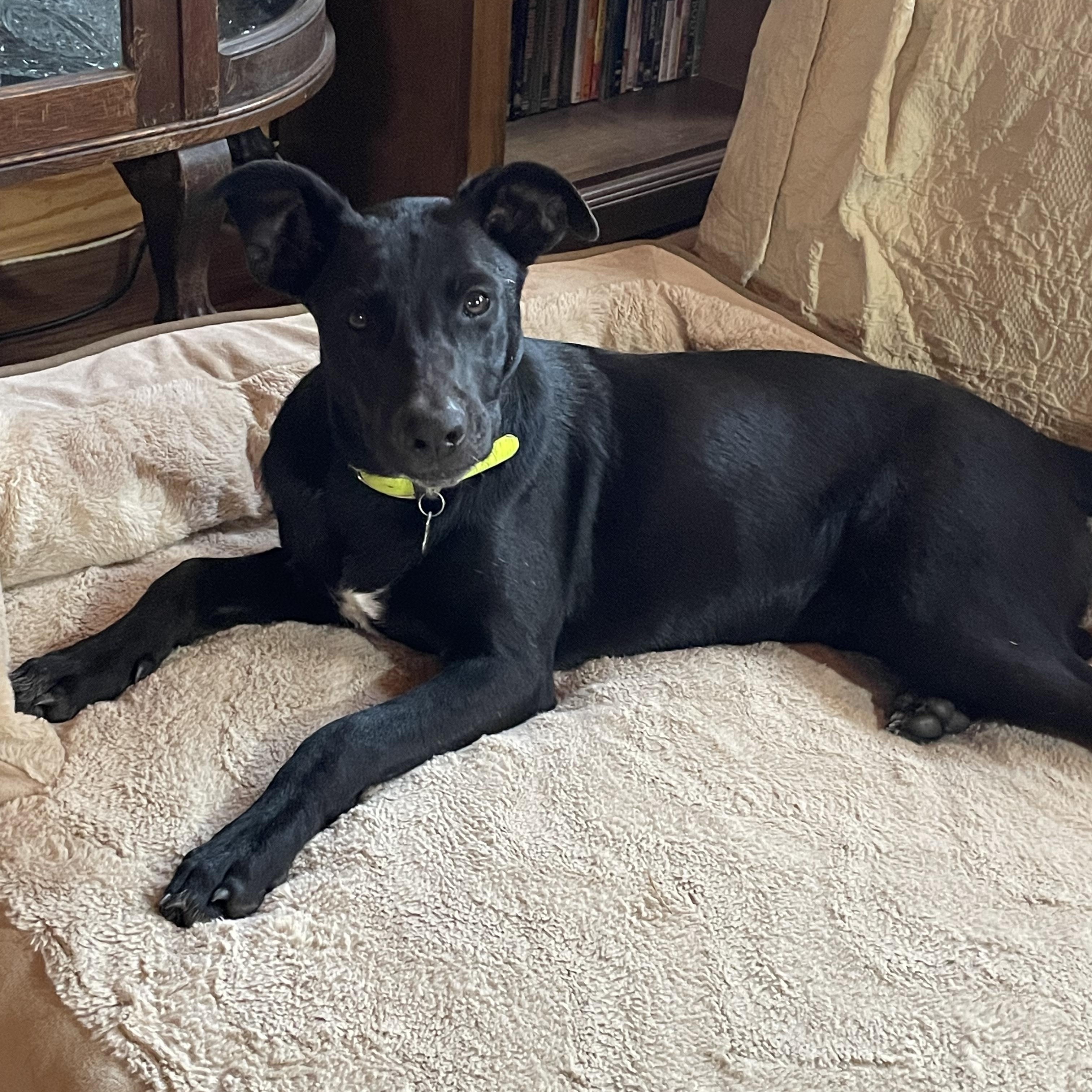Enlarge Hannah - In the New England Area, a Adoptable mixed breed in Johnston , RI image 2/6