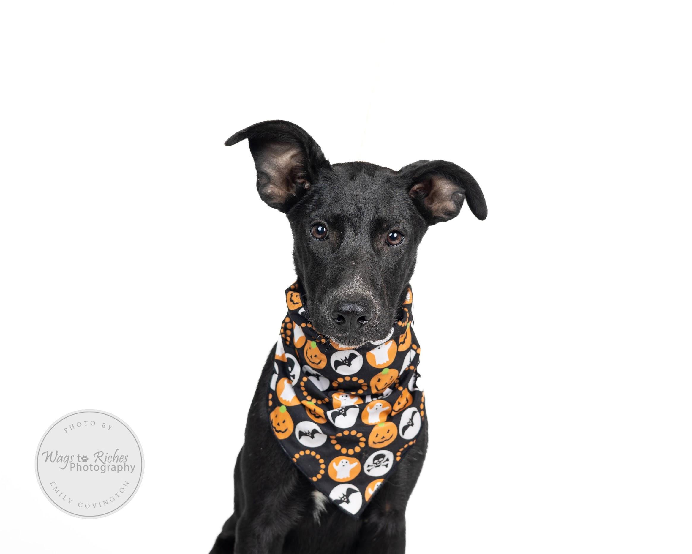 Enlarge Hannah - In the New England Area, a Adoptable mixed breed in Johnston , RI image 3/6