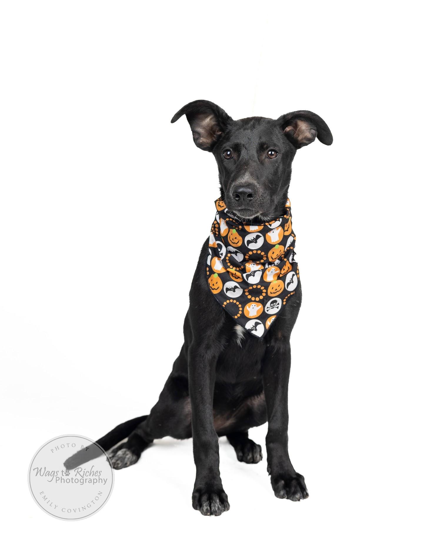 Enlarge Hannah - In the New England Area, a Adoptable mixed breed in Johnston , RI image 4/6