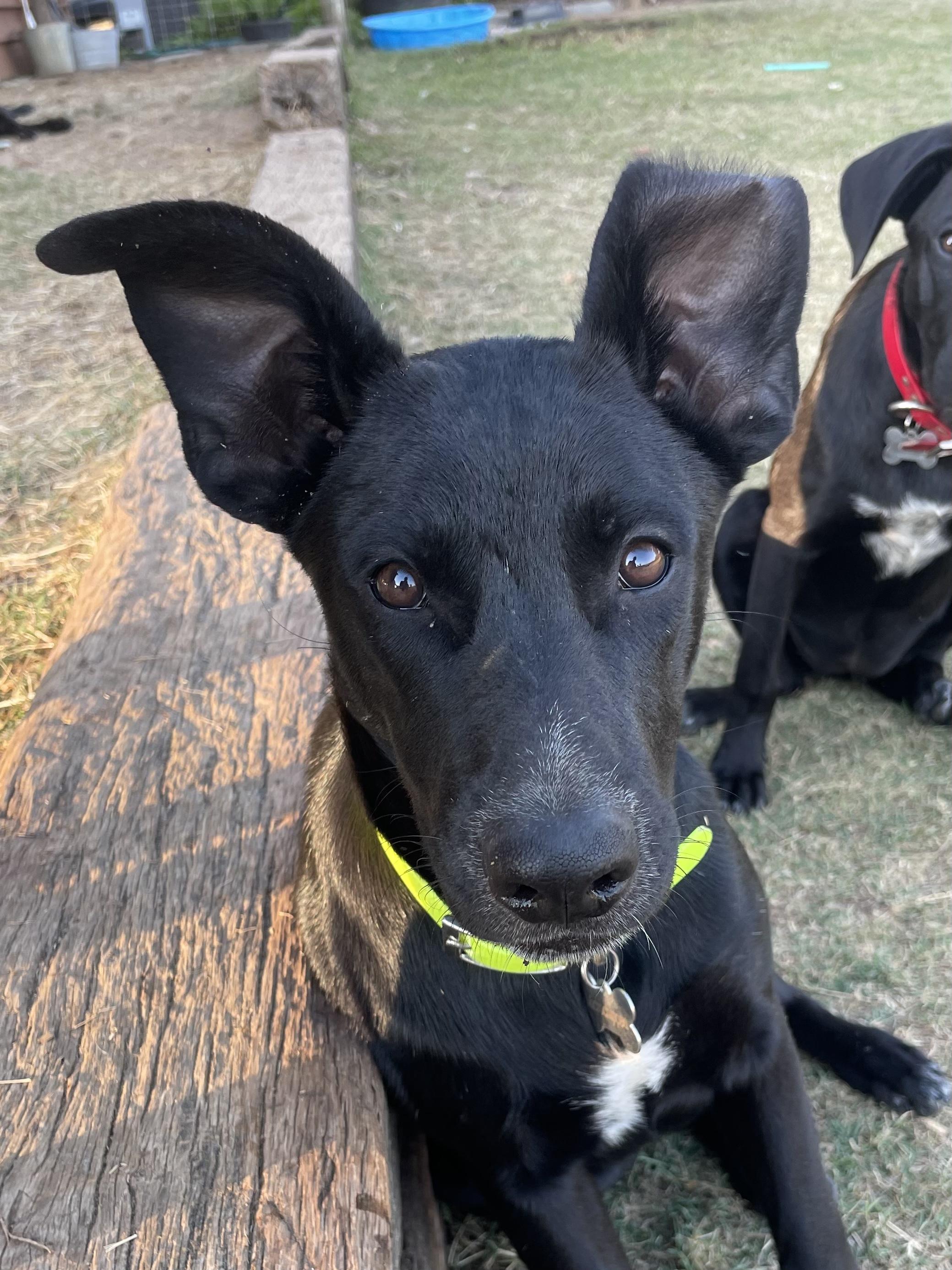 Enlarge Hannah - In the New England Area, a Adoptable mixed breed in Johnston , RI image 5/6