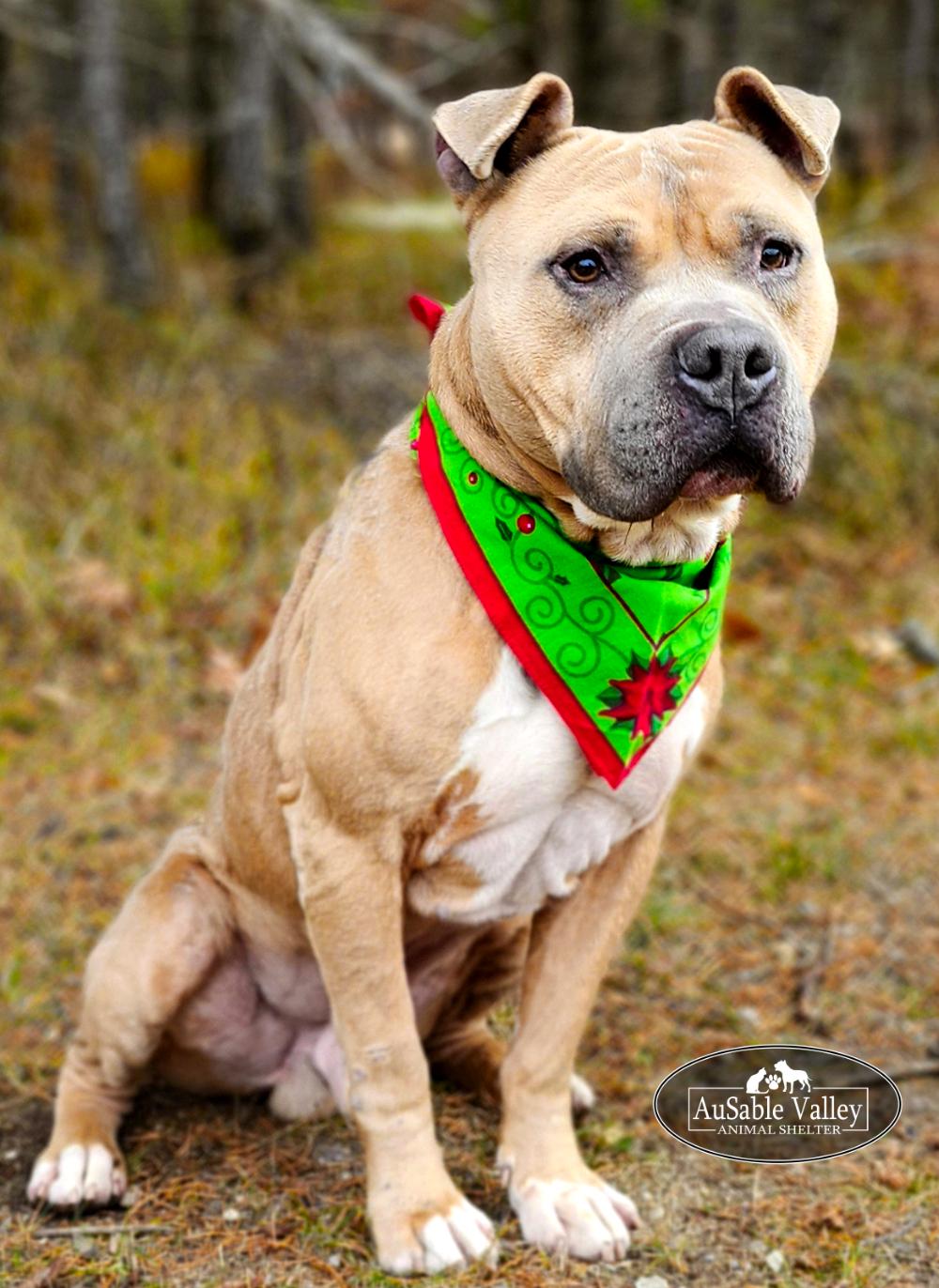 Major, Adoptable, Adult Male Mixed Breed.