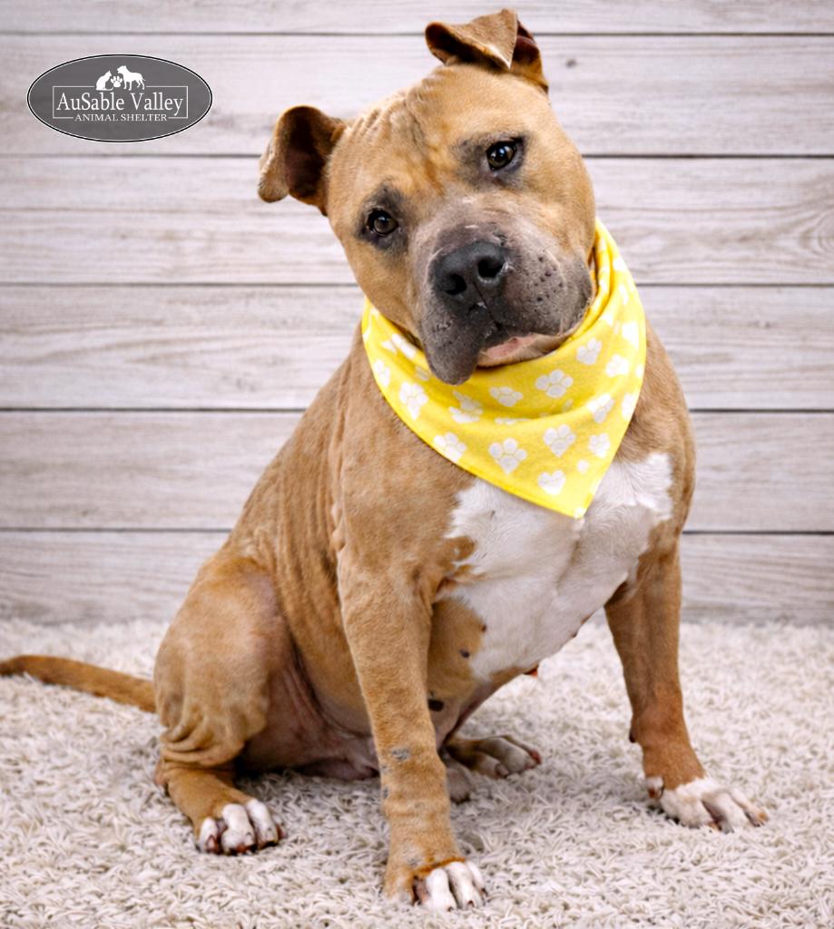Major, Adoptable, Adult Male Mixed Breed.