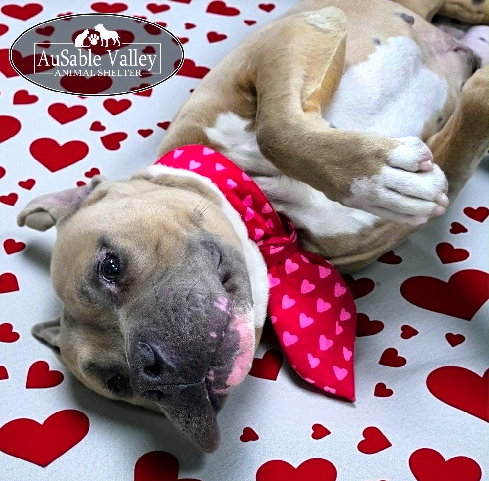 Enlarge Major, a Adoptable mixed breed in Grayling, MI image 4/6