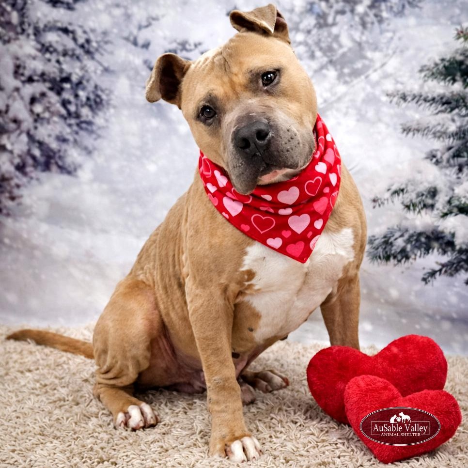 Major, Adoptable, Adult Male Mixed Breed.