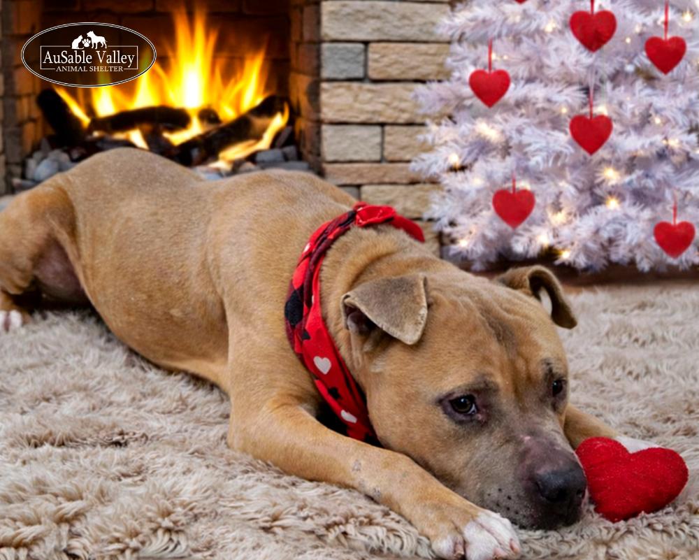 Enlarge Major, a Adoptable mixed breed in Grayling, MI image 6/6