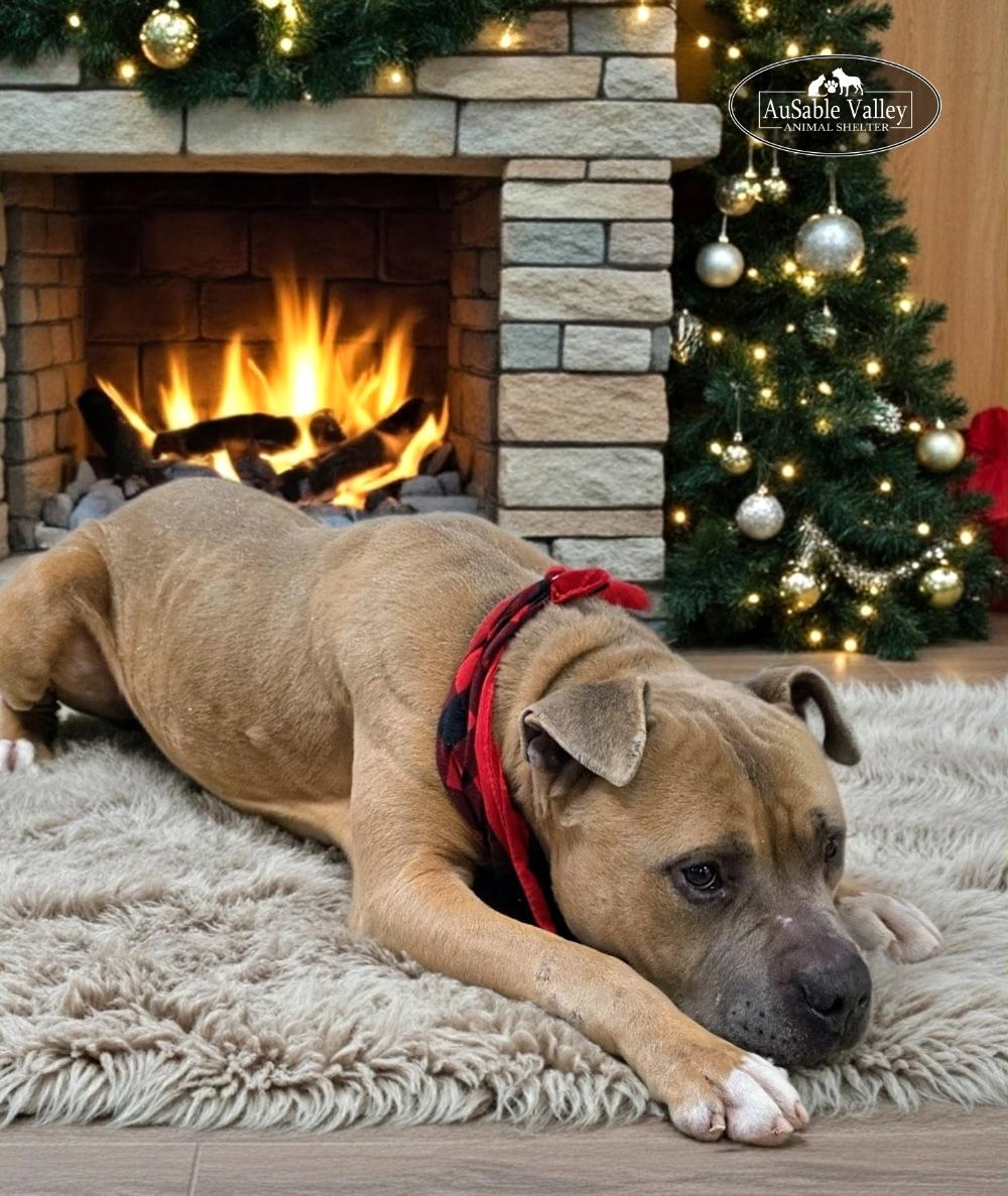 Major, a Adoptable mixed breed in Grayling, MI image 2/6