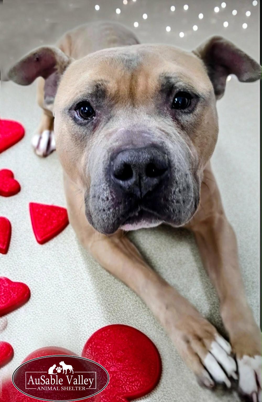 Enlarge Major, a Adoptable mixed breed in Grayling, MI image 3/6