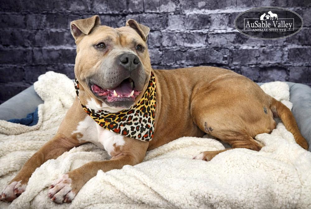 Enlarge Major, a Adoptable mixed breed in Grayling, MI image 4/6