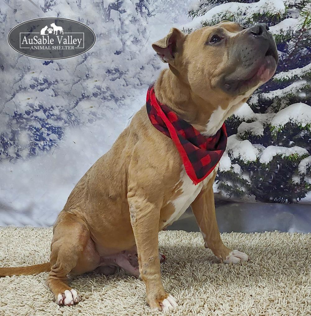 Major, a Adoptable mixed breed in Grayling, MI image 4/6